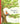 Mouse's Wood : A Year in Nature by Alice Melvin